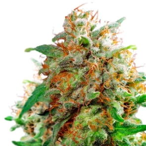 Waikiki Queen Feminized Seeds