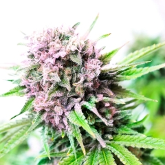 Rainbow Kush Feminized Seeds