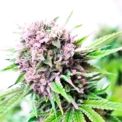 Rainbow Kush Feminized Seeds