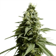 Borderliner XTRM ® Feminized Seeds