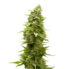 Afghan Feminized Seeds