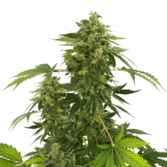 Super Silver Haze Feminized Seeds