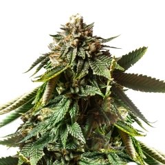 Stardust Feminized Seeds