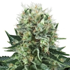 Big Bubble Feminized Seeds