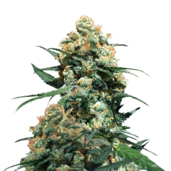 L.A. Don Feminized Seeds