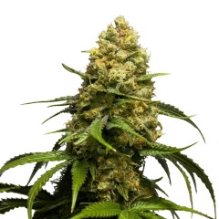 Super Skunk Feminized Seeds