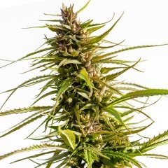 LoveCanna ® Regular seeds