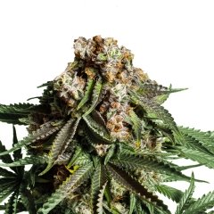 Grease Monkey Feminized Seeds