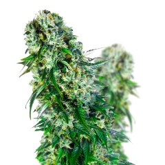 Big Bud Feminized Seeds