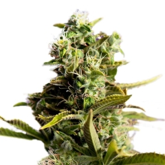 Pot of Gold Feminized Seeds