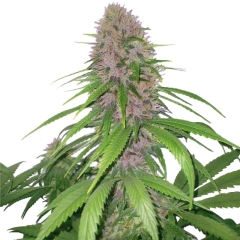 Purple Power XTRM Feminized Seeds