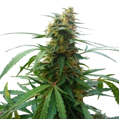 Psycho Feminized Seeds