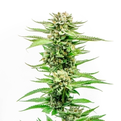 Candy Kush Feminized Seeds