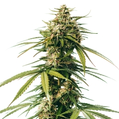 Amnesia Trance Feminized Seeds