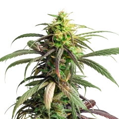 Girl Scout Cookies XTRM Autoflower Seeds