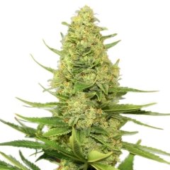 Cappuccino 420 Feminized Seeds