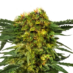 Wedding Cake Feminized Seeds