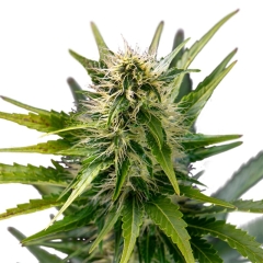 Sour Kali Feminized Seeds