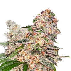 blue dream feminized seeds