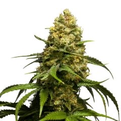 Super Skunk Autoflower Seeds