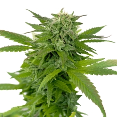 Ganja Dwarf ® (Low Rider) Autoflower Seeds