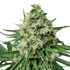 AMS Supreme Feminized Marijuana Seeds