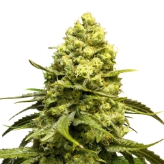 White Quinn CBD Feminized Marijuana Seeds