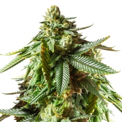 Jack O'Lantern Feminized Seeds