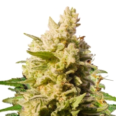 Jackberry Feminized Seeds