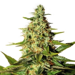 Night Nurse Feminized Seeds