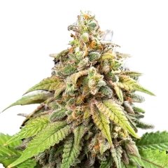 Pixie Dust Feminized Seeds