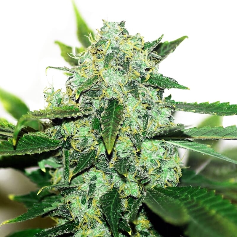 Thai Skunk Weed Seeds