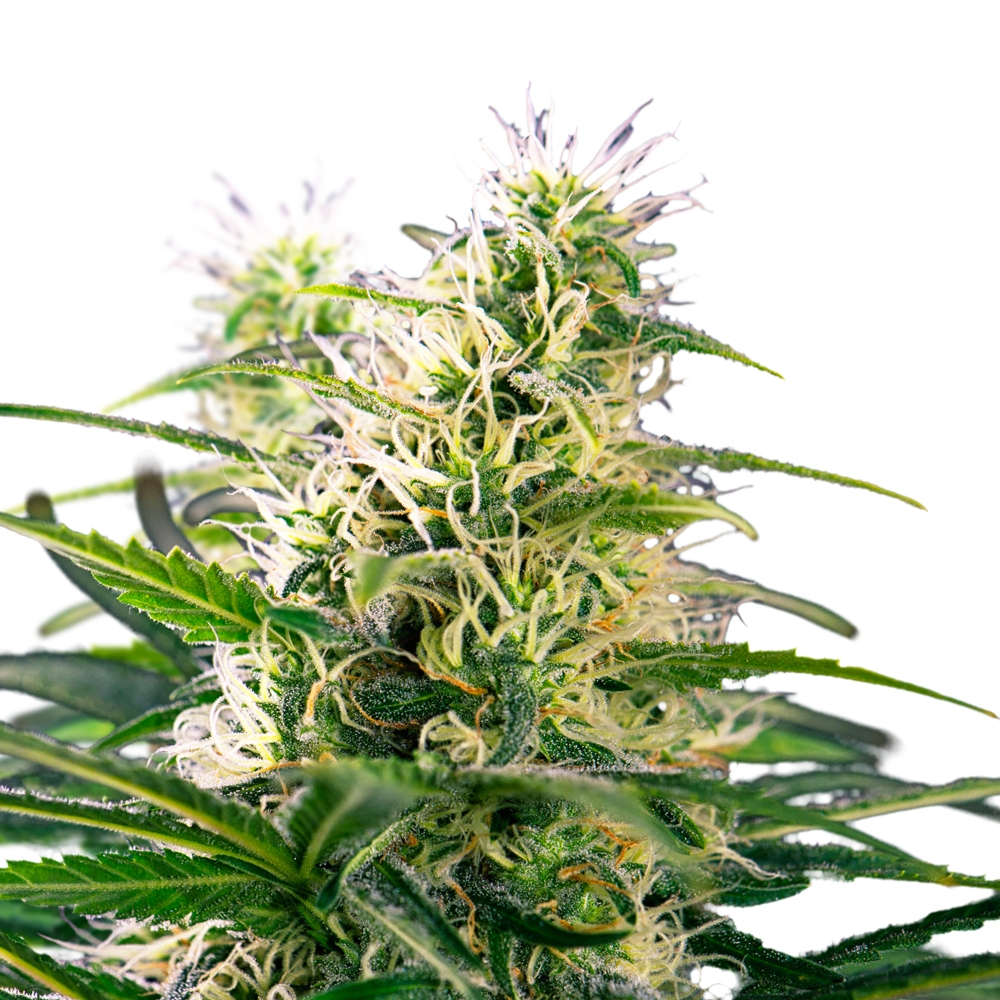 Ice Cream Cake Feminized Seeds