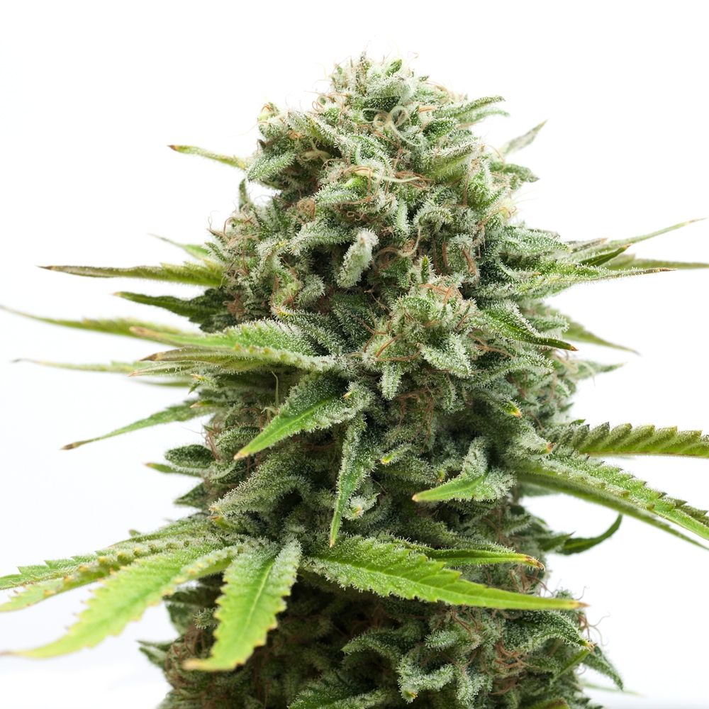 AMS XTRM ® Feminized Seeds