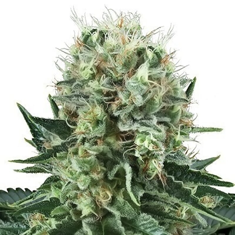 Big Bubble Feminized Strain