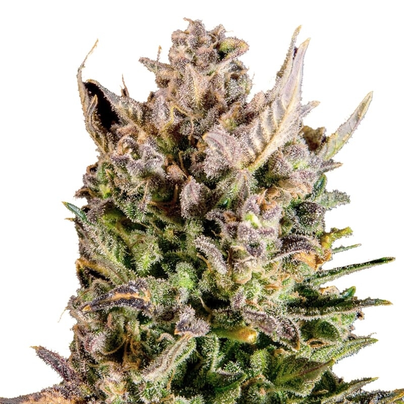 New York Turbo Diesel Regular Seeds