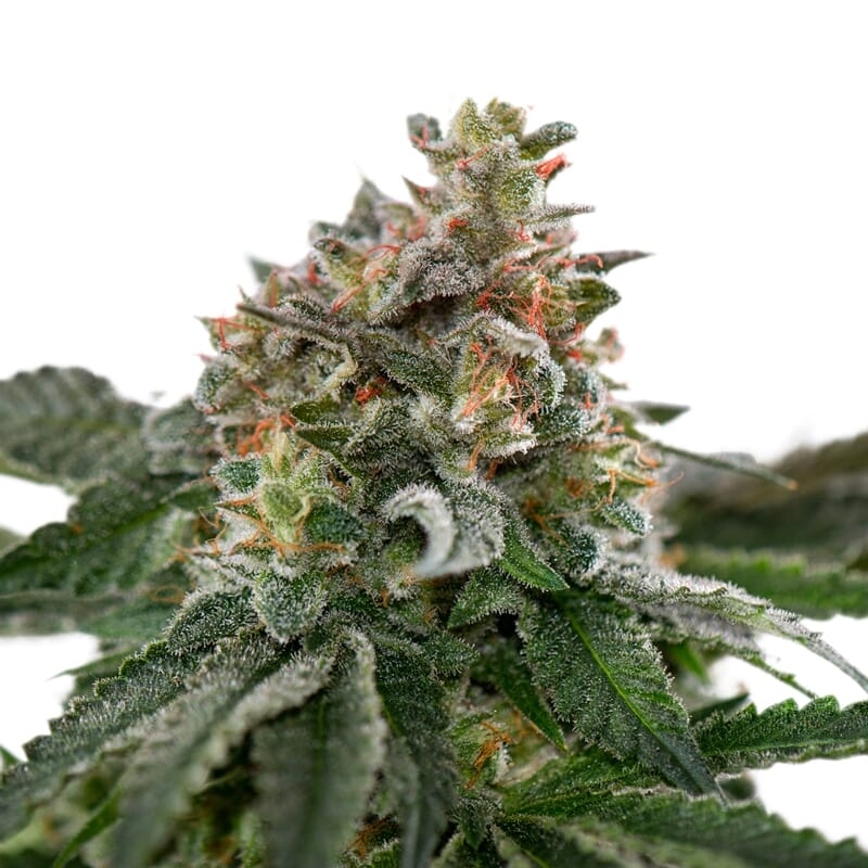 Caramelicious Autoflower Seeds