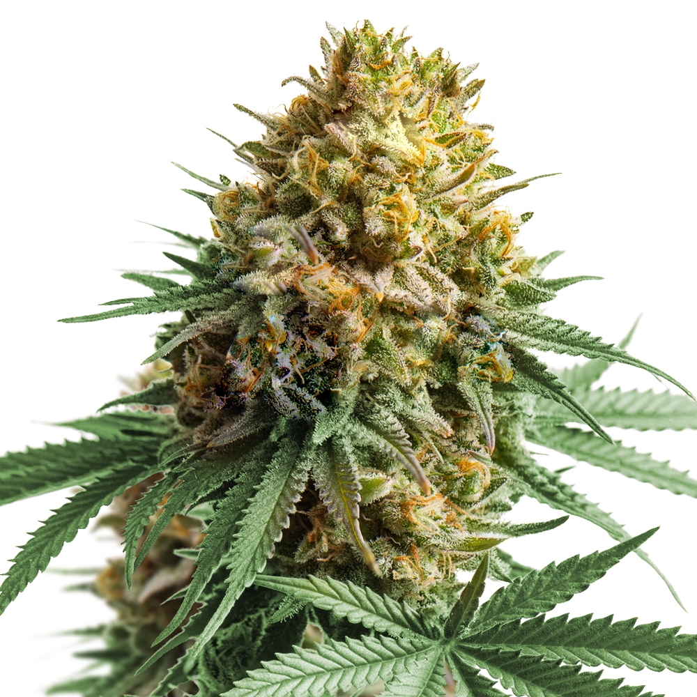 Apple Fritter Feminized Strain