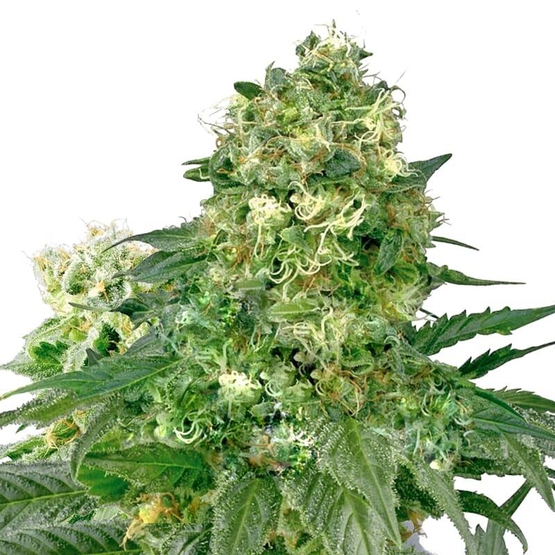 White Widow XTRM ® Autoflower Seeds