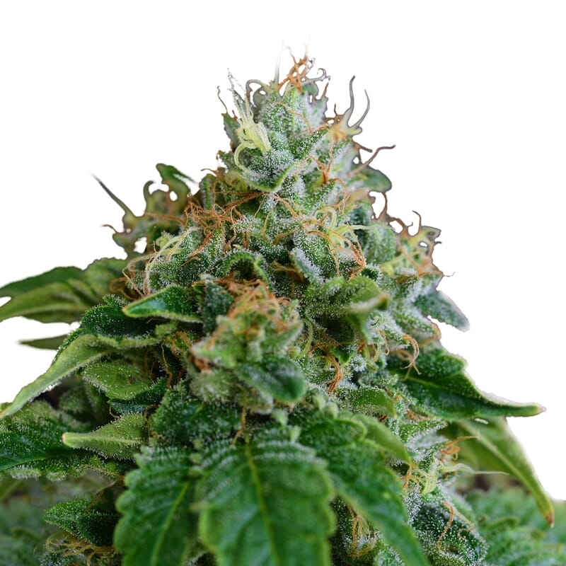 Medijuana Feminized Seeds