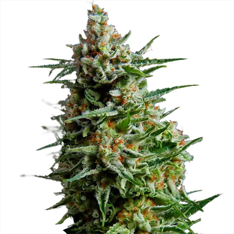 Super Skunk Regular Seeds