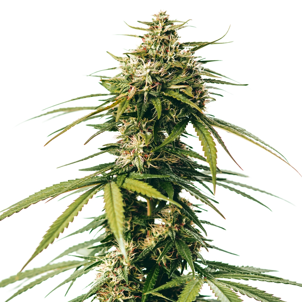 Amnesia Trance Feminized Strain