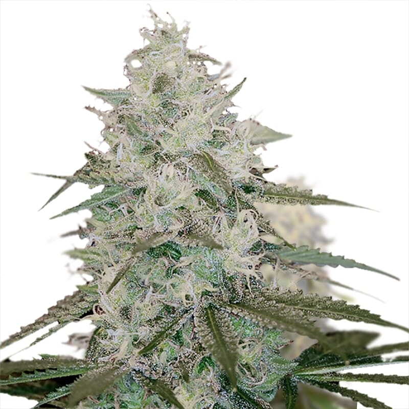 White Queen Regular Seeds