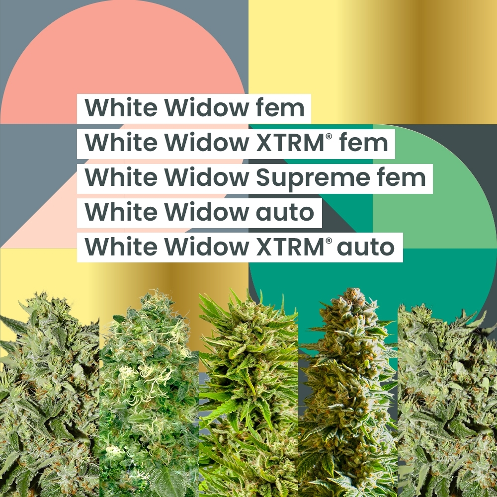 AMS White Widow 25th Anniversary Combo
