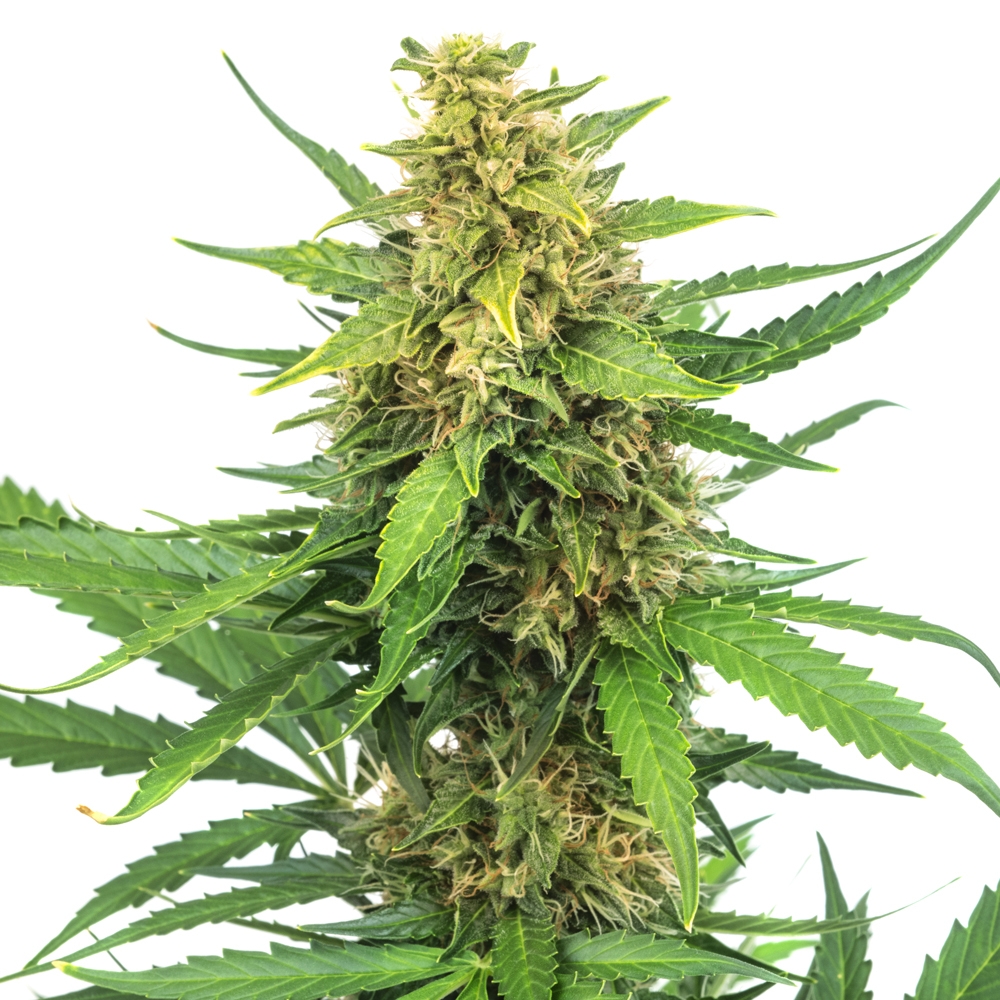 AK 47 XTRM ® Autoflower Seeds