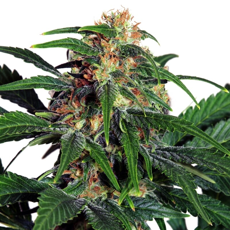 Light of Jah ® Feminized Seeds