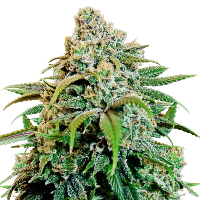 Happy Haze Feminized Seeds