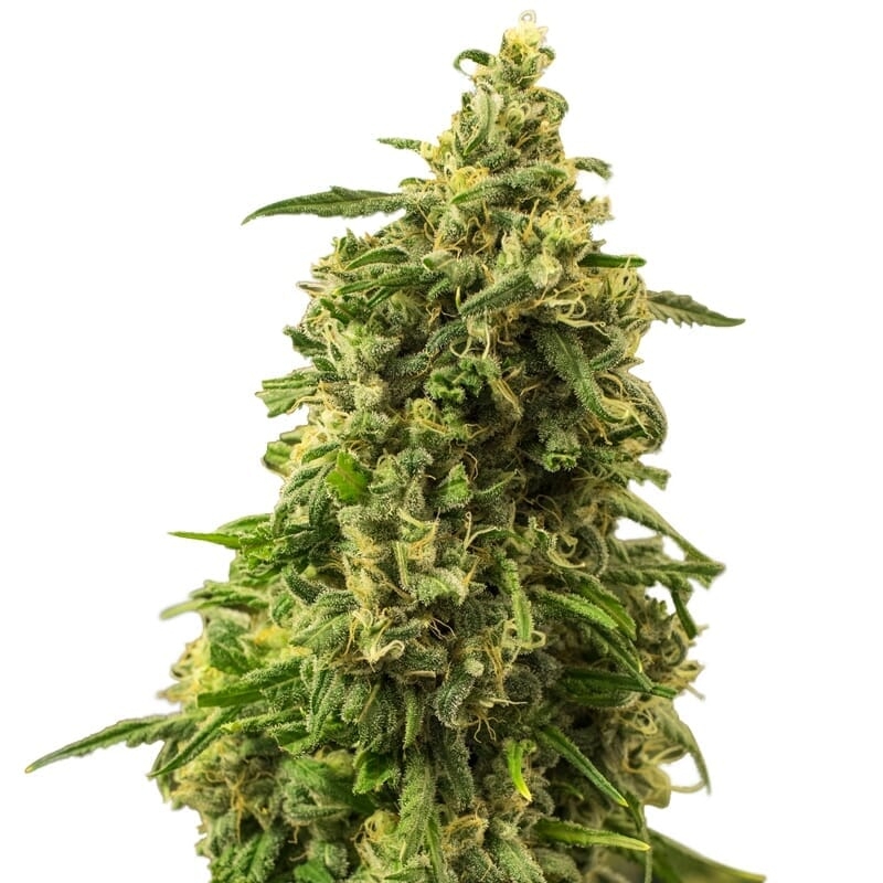 White Widow Autoflower Seeds