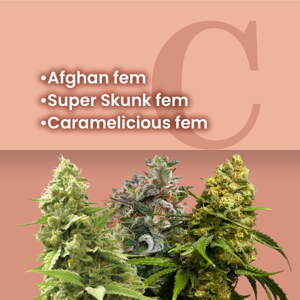 Easy Growing Feminized Combo