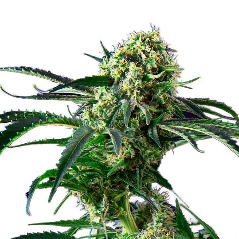 Big Black Indica Feminized Seeds